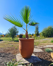 Palmera Washingtonia – Estilo Tropical y Sombra Natural para Tu Jardín